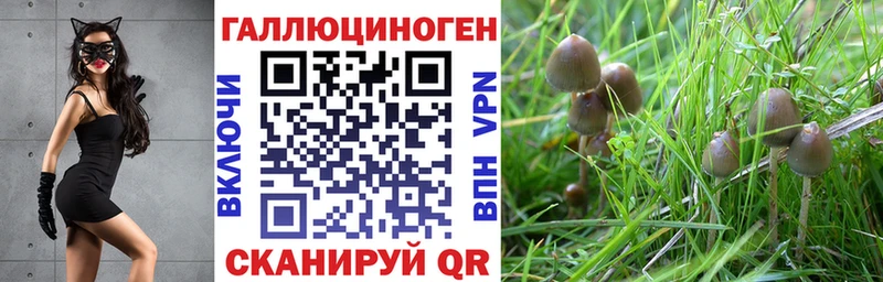 Псилоцибиновые грибы мицелий  Дигора 